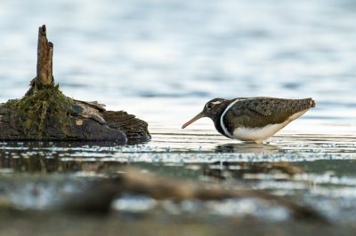 Australian Painted-snipe (Rostratula australis)