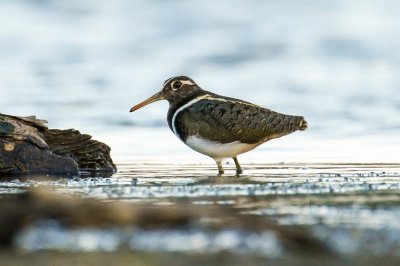 Australian Painted-snipe (Rostratula australis)