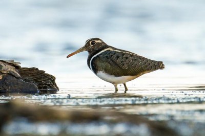Australian Painted-snipe (Rostratula australis)