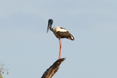 Black-necked Stork (Ephippiorhynchus asiaticus)