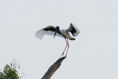 Black-necked Stork (Ephippiorhynchus asiaticus)