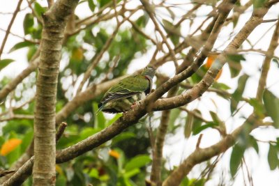 Superb Fruit Dove (Ptilinopus superbus)