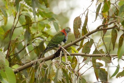 Superb Fruit Dove (Ptilinopus superbus)