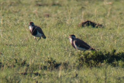 Banded Lapwing (Vanellus tricolor)