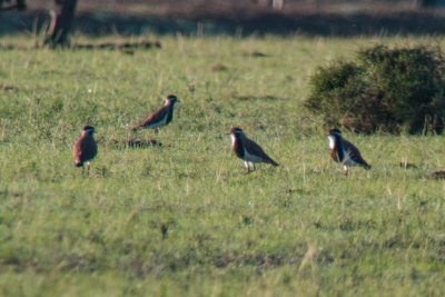 Banded Lapwing (Vanellus tricolor)