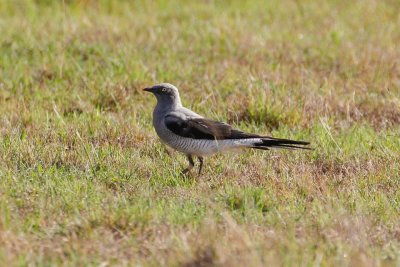 Ground Cuckooshrike (Coracina maxima)