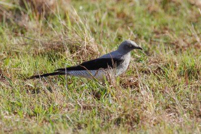 Ground Cuckooshrike (Coracina maxima)