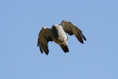 Ground Cuckooshrike (Coracina maxima)