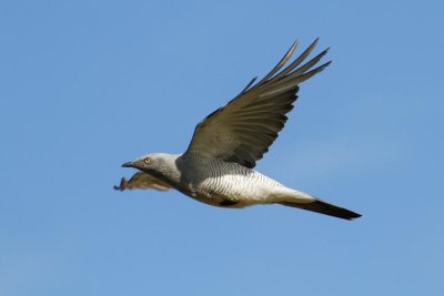 Ground Cuckooshrike (Coracina maxima)