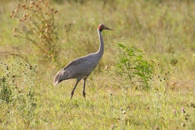 Brolga (Grus rubicunda)