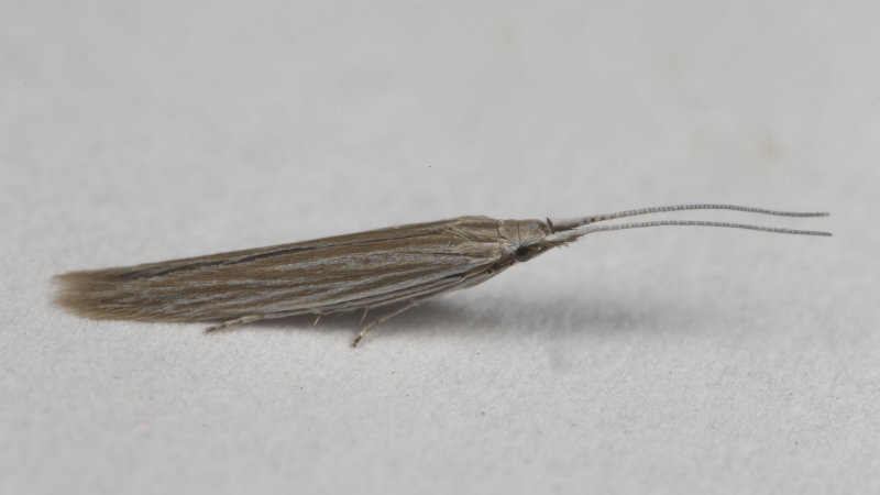 Coleophora asterophagella 