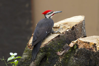 Pileated Woodpecker