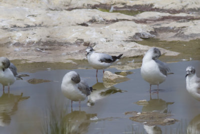 Little Gull