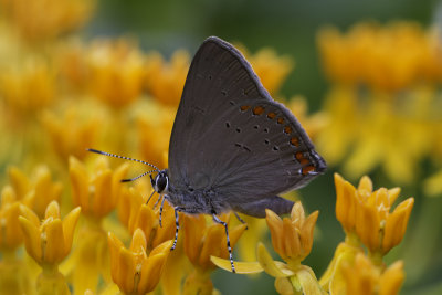 Coral Hairstreak