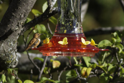 Rufous Hummingbird