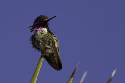 Costa's Hummingbird