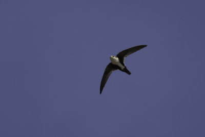 White-Throated Swift