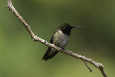 Black-Chinned Hummingbird