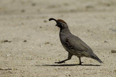 Gambel's Quail