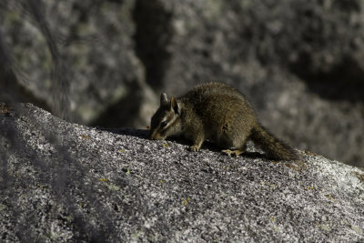 Lodgepole Chipmunk