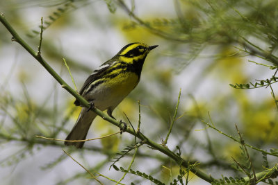 Townsend's Warbler