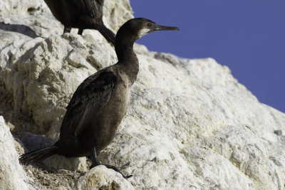 Brandt's Cormorant