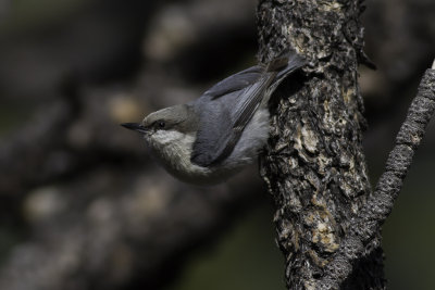 Pigmy Nuthatch