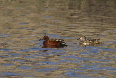 Cinnamon Teal