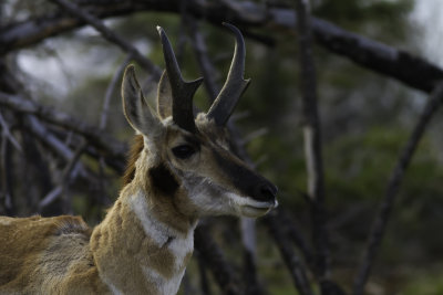 Pronghorn