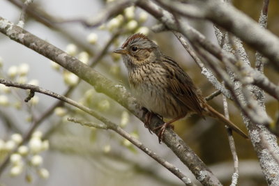 Lincoln's Sparrow