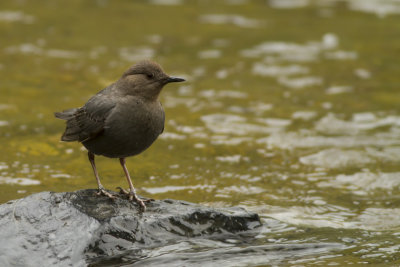 American Dipper