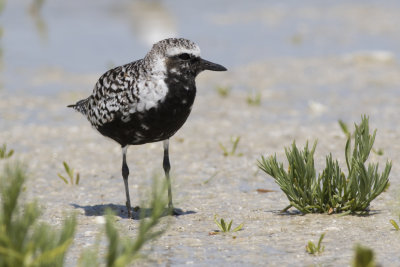 Black-Bellied Plover