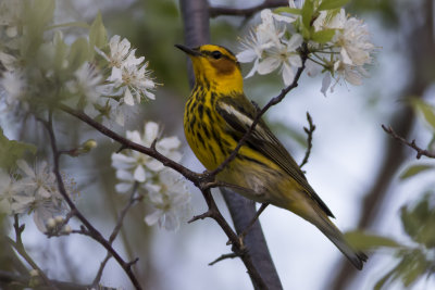 Cape May Warbler