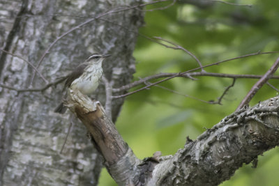 Louisiana Waterthrush
