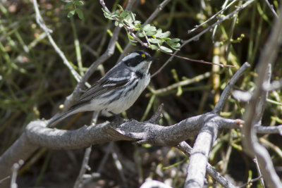 Black-Throated Gray Warbler