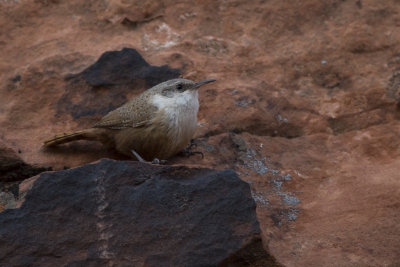 Canyon Wren