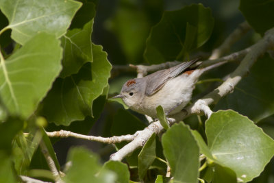 Lucy's Warbler