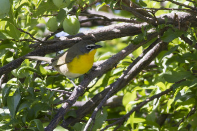 Yellow-Breasted Chat