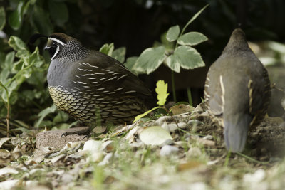 California Quail