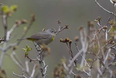 Virginia's Warbler