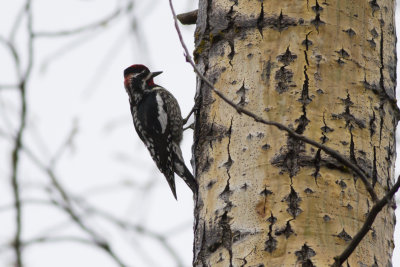 Red-Naped Sapsucker