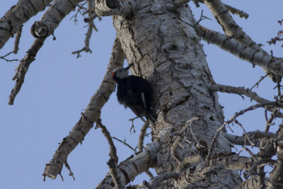 White-Headed Woodpecker