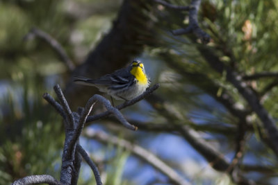 Grace's Warbler