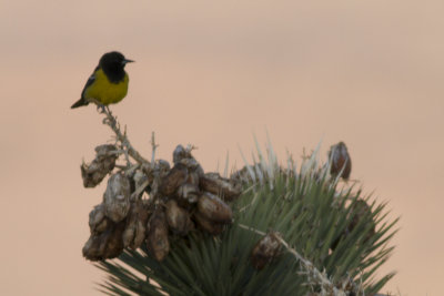Scott's Oriole