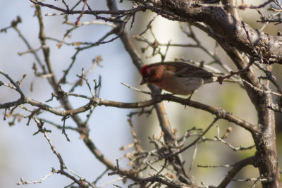 Cassin's Finch