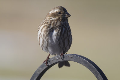 Purple Finch - Female