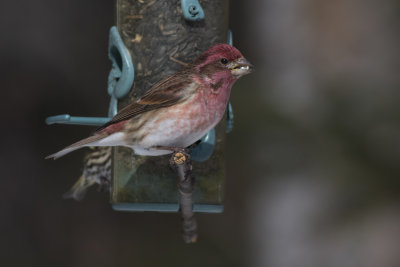 Purple Finch