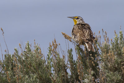 Western Meadowlark