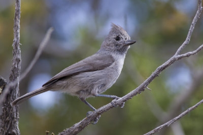 Juniper Titmouse