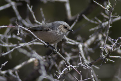 Bushtit